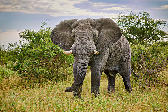 old aggressive male African elephant