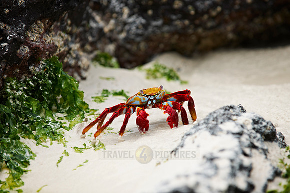 red rock crab, Grapsus grapsus