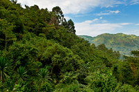 rainforest landscape on gorilla trekking