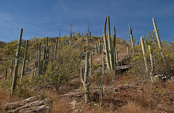 landscape with cacti