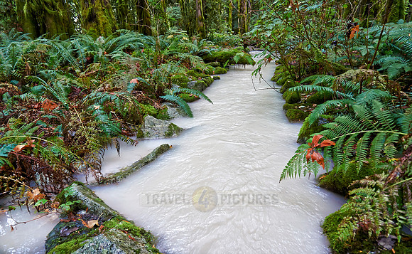 milky river in Great Bear Rainforest