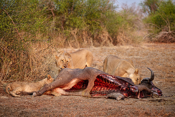 pride of lioness (Panthera leo) at buffalo kill