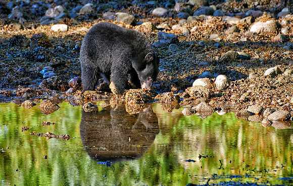 young American black bear