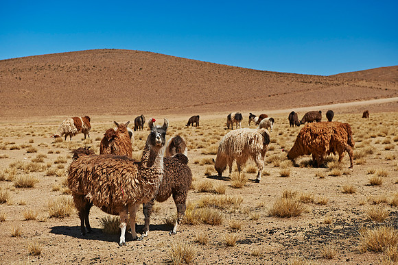 Llama (Lama glama)
