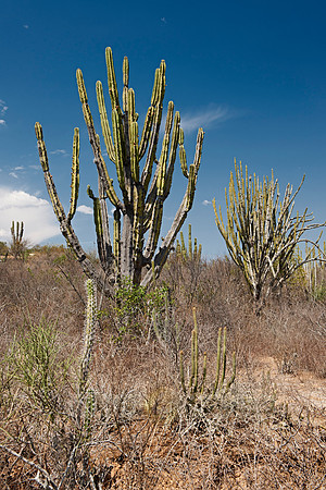 cacti forest