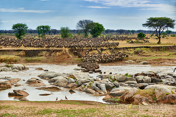 herd of wildebeest crossing Mara River