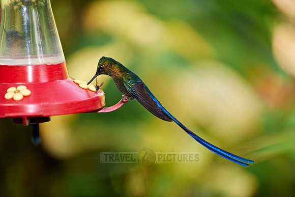 Long-tailed Sylph Aglaiocercus kingi