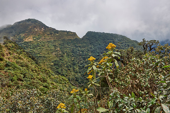 cloud forest of La Siberia