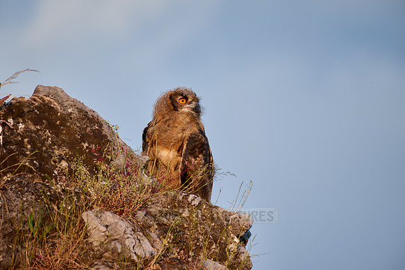Eurasian eagle-owl fledgling (Bubo bubo) on a rock