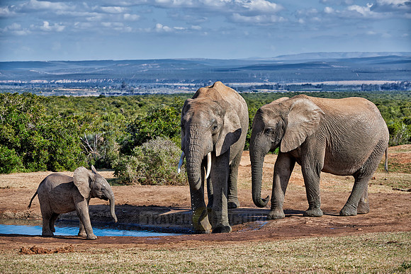 elephants with youngster