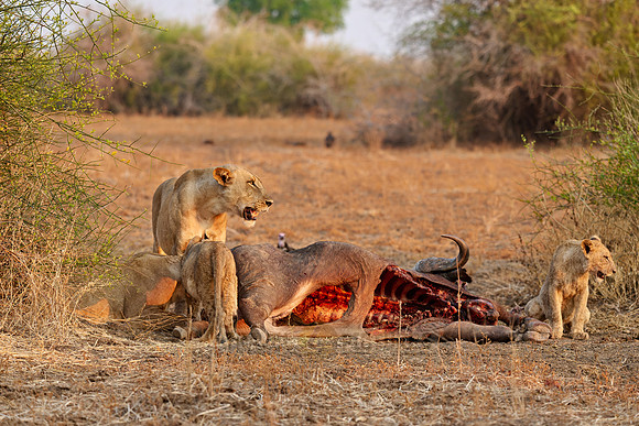 pride of lioness (Panthera leo) at buffalo kill