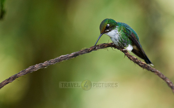 Booted Racket-tail (Ocreatus underwoodii)