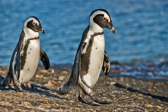 African Penguin