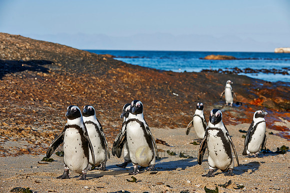 African Penguin