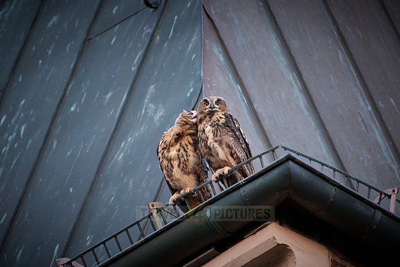 Eurasian eagle-owl (Bubo bubo), two fledglings on a roof