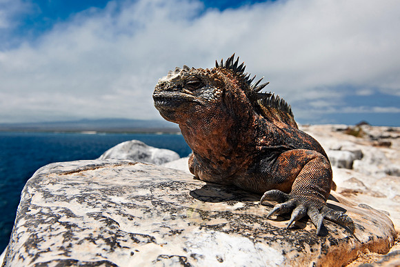 Marine Iguana on a rock