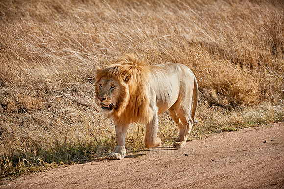 huge male lion walking