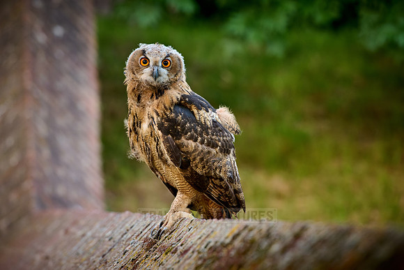 young Eurasian eagle-owl (Bubo bubo)| on a wall