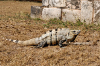 Black Spiny-tailed Iguana or Black Iguana
