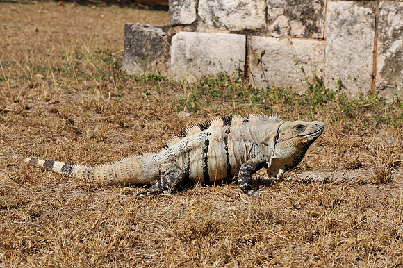 Black Spiny-tailed Iguana or Black Iguana