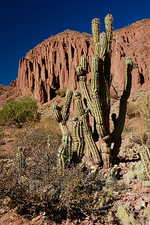 cacti and erosion landscape