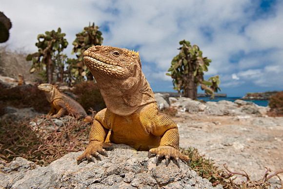 Galapagos Land Iguana