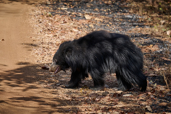 sloth bear (Melursus ursinus)