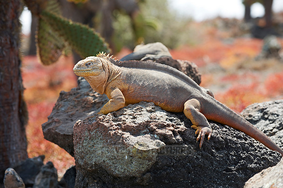Galapagos Land Iguana