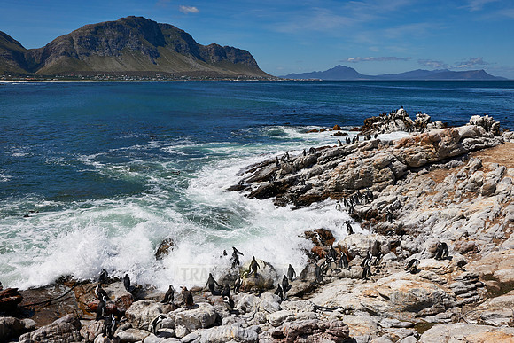 Colony of African Penguin