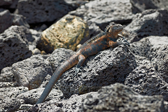 Marine Iguana on cliff