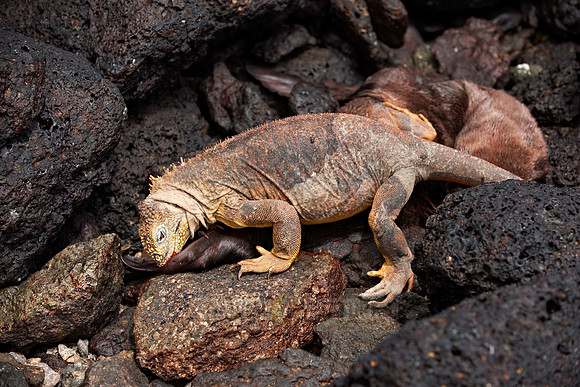 Galapagos Land Iguana