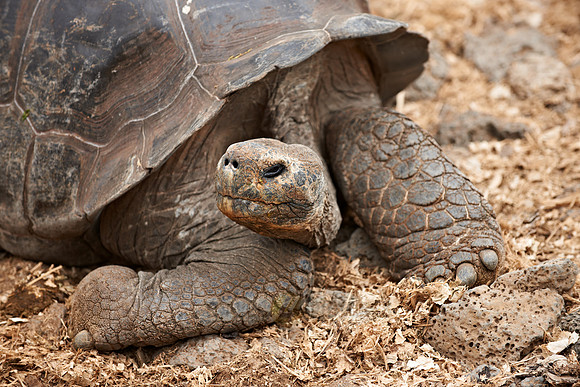 Galapagos giant tortoise in Charles Darwin Statio|