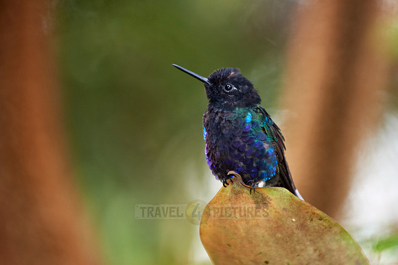 velvet-purple coronet (Boissonneaua jardini)