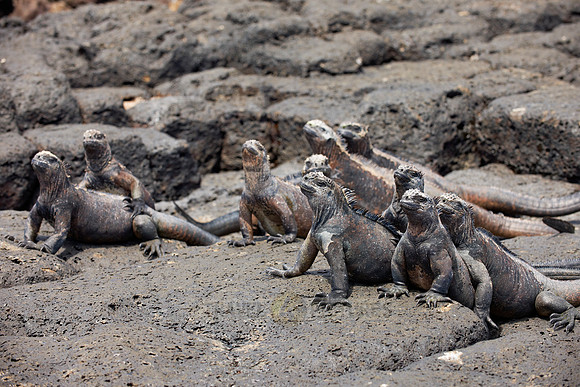 Marine Iguana on cliff