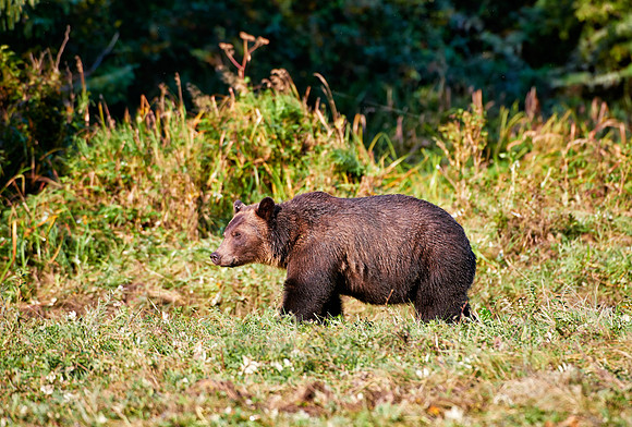 Grizzly bear at Knight Inlet