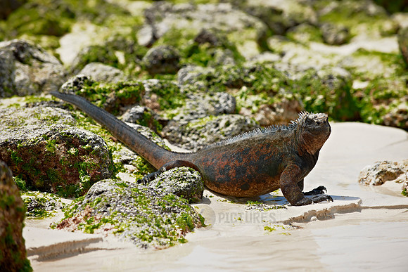 Marine Iguana on cliff