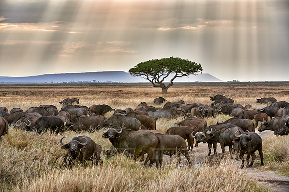 herd of African buffalos at sunset