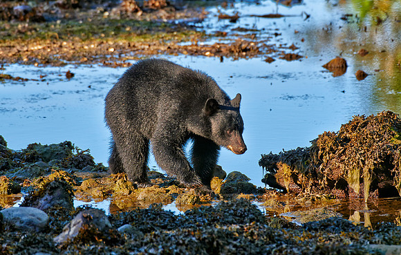 young American black bear