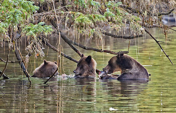 Grizzly bear at Knight Inlet