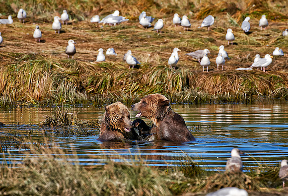 Grizzly bear at Knight Inlet