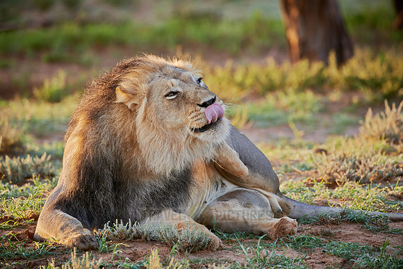 male lion (Panthera leo)