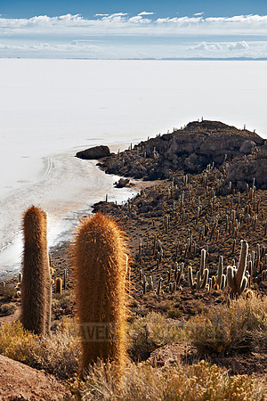 Inkahuasi Island, Salar de Uyuni