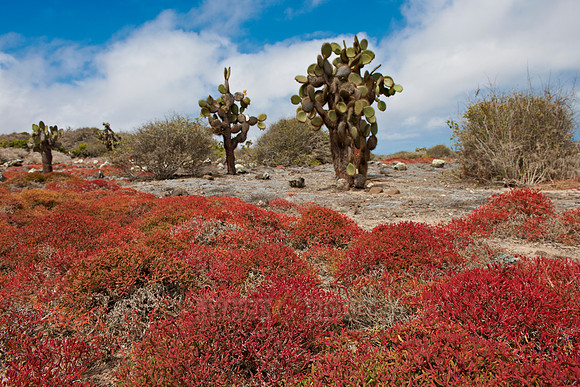 typical plants and landscape on Isla Plaza, Galapagos