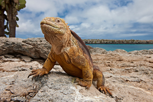 Galapagos Land Iguana