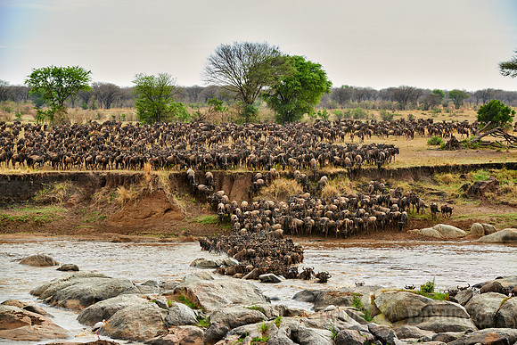 herd of wildebeest crossing Mara River