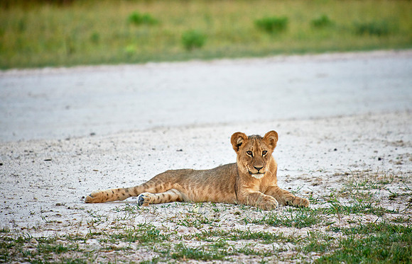 lion cub