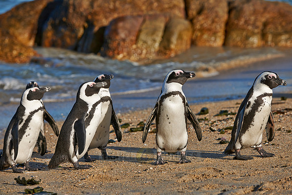 African Penguin