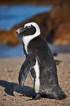 African Penguin