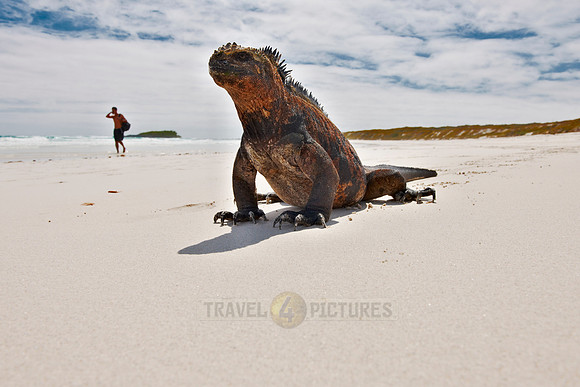 Marine Iguana on beach