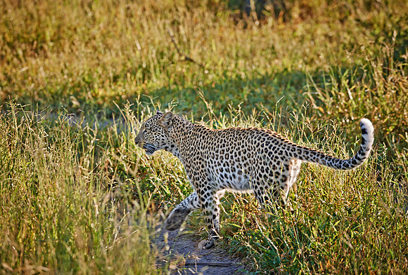 leopard (Panthera pardus)